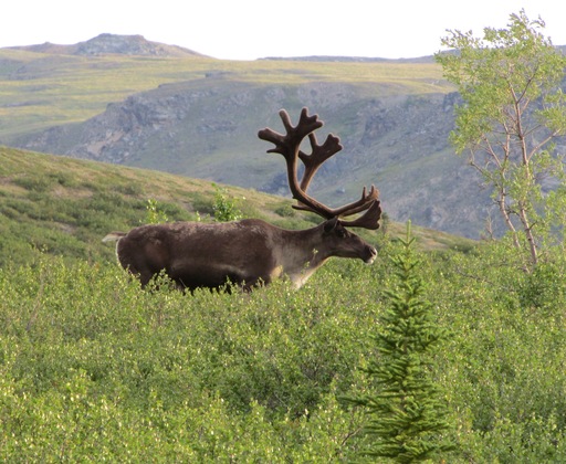 Denali National Park