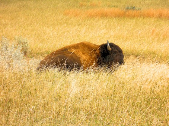 Yellowstone National Park