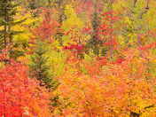 Fall colors 1