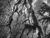 Olympic National Park