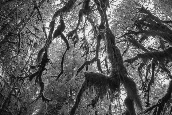 Olympic National Park