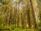 Olympic National Park