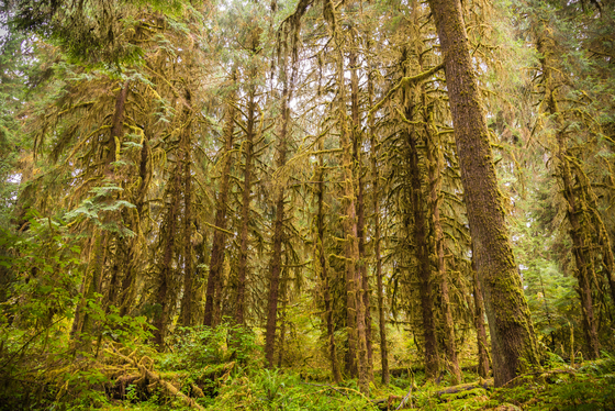 Olympic National Park