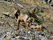 Angeles National Forest