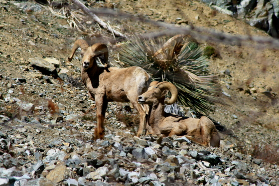 Angeles National Forest