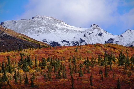 Denali Park and Preserve