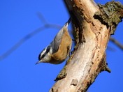 Blackwater NWR