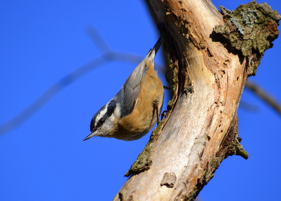 Blackwater NWR