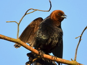 Blackwater NWR