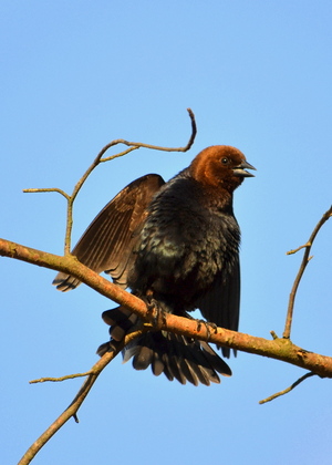 Blackwater NWR
