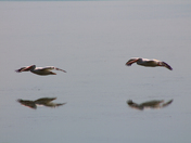 Lower Klamath National Wildlife Refuge
