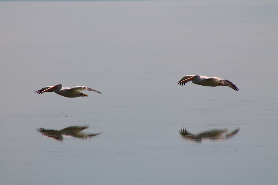 Lower Klamath National Wildlife Refuge