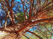 Cleveland National Forest