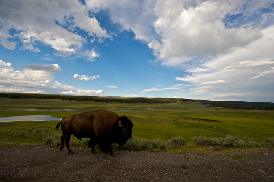 Yellowstone National Park