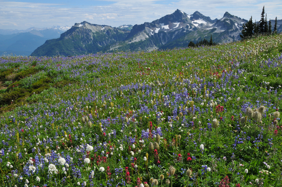 Mount Rainier NP