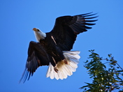 Sacramento Wildlife Refuge