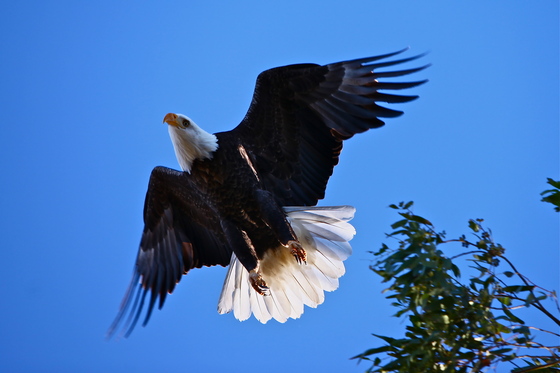 Sacramento Wildlife Refuge