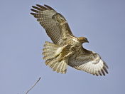 Sacramento Wildlife Refuge
