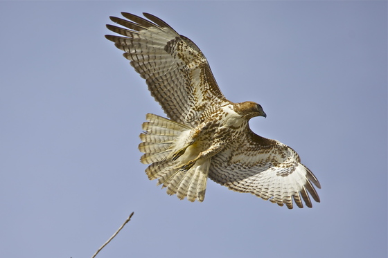 Sacramento Wildlife Refuge