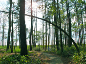 Blackwater National Wildlife Refuge
