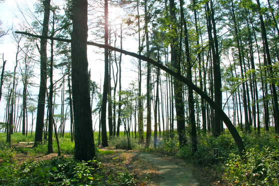 Blackwater National Wildlife Refuge