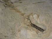 Dinosaur National Monument