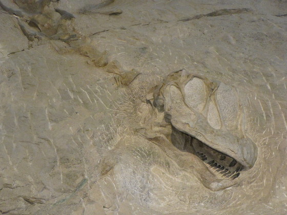 Dinosaur National Monument