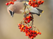 Cedar Waxwing