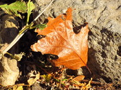 How about some maple for the fall !