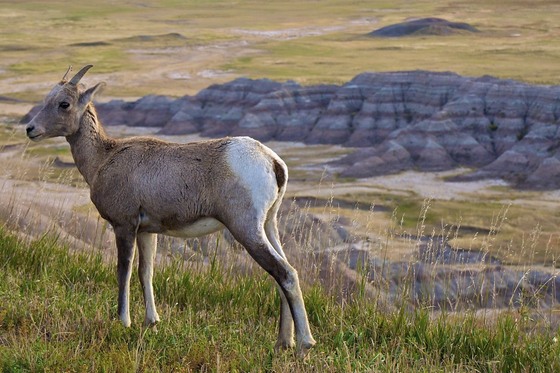 Badlands