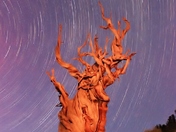 Ancient Bristlecone Forest- Inyo National Forest