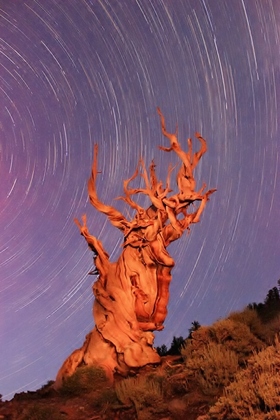 Ancient Bristlecone Forest- Inyo National Forest