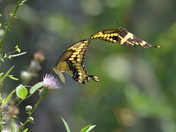 Harris Neck Wildlife Refuge