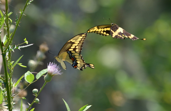 Harris Neck Wildlife Refuge