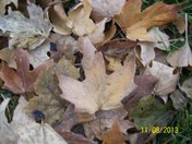 A lovely pile of Autumn Leaves