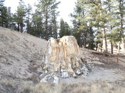 Florissant Fossil Beds National Monument