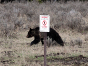 Yellowstone National Park