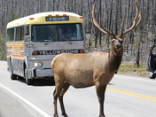 Yellowstone National Park