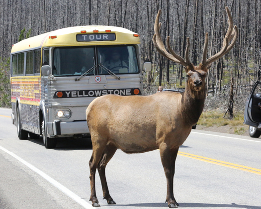 Yellowstone National Park