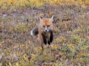 Denali National Park