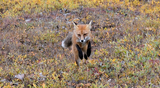 Denali National Park