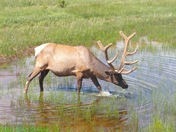 Yellowstone National Park