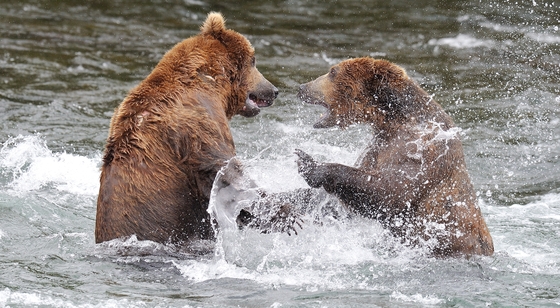 Katmai National Park
