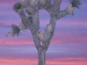 Joshua Tree National Park