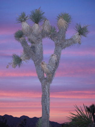Joshua Tree National Park