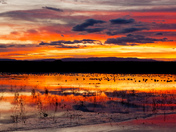 Bosque del Apache NWR