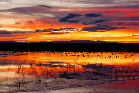 Bosque del Apache NWR