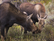 Grand Teton National Park