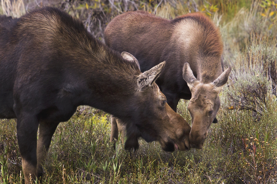 Grand Teton National Park