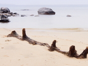 Beached Log
